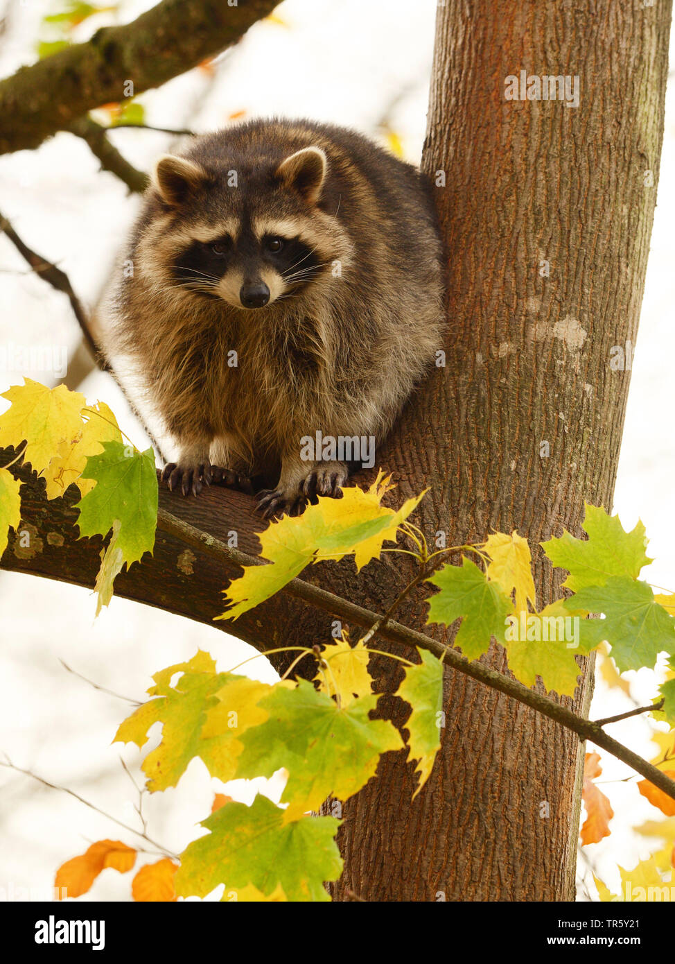 Front View Racoon Racoon sitting hi-res stock photography and images - Alamy
