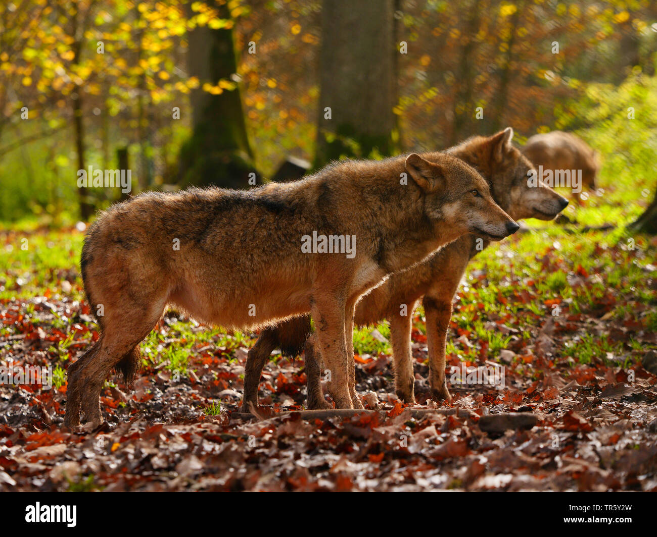 European gray wolf (Canis lupus lupus), two wolves standing side by side in an autumn forest, side view, Germany, Bavaria Stock Photo