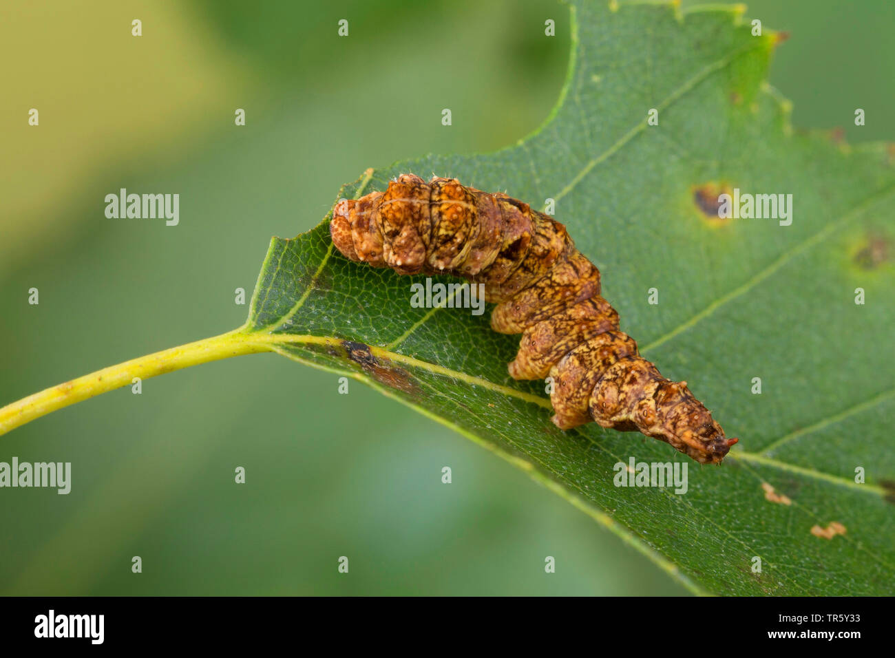 Scalloped hook-tip (Falcaria lacertinaria, Drepana lacertinaria, Drepana dimidiata), caterpillar eating at birch, side view, Germany Stock Photo