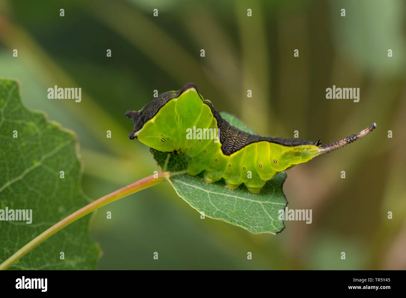 Puss moth (Cerura vinula, Dicranura vinula), caterpillar eating at trembling poplar, Germany Stock Photo