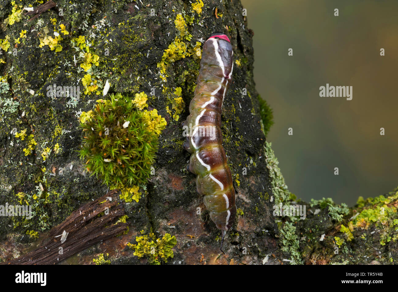Puss moth (Cerura vinula, Dicranura vinula), caterpillar just before pupation, become discolored, Germany Stock Photo