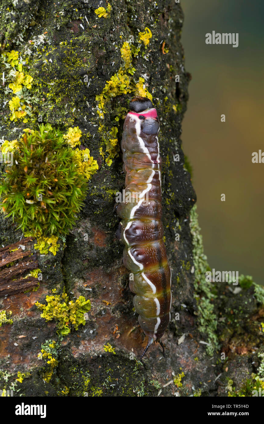 Puss moth (Cerura vinula, Dicranura vinula), caterpillar just before pupation, become discolored, Germany Stock Photo