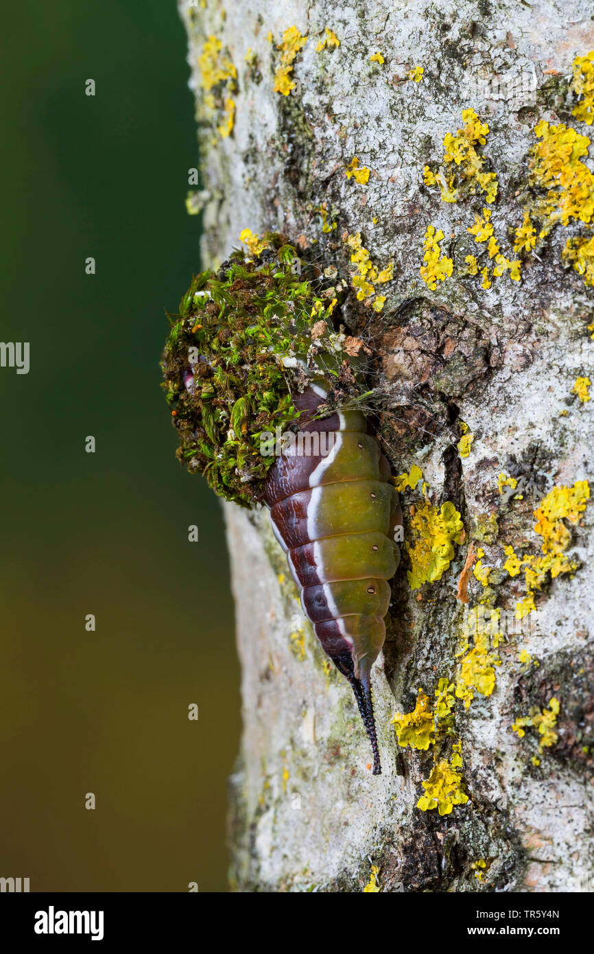 Caterpillar cocoon tree hires stock photography and images Alamy