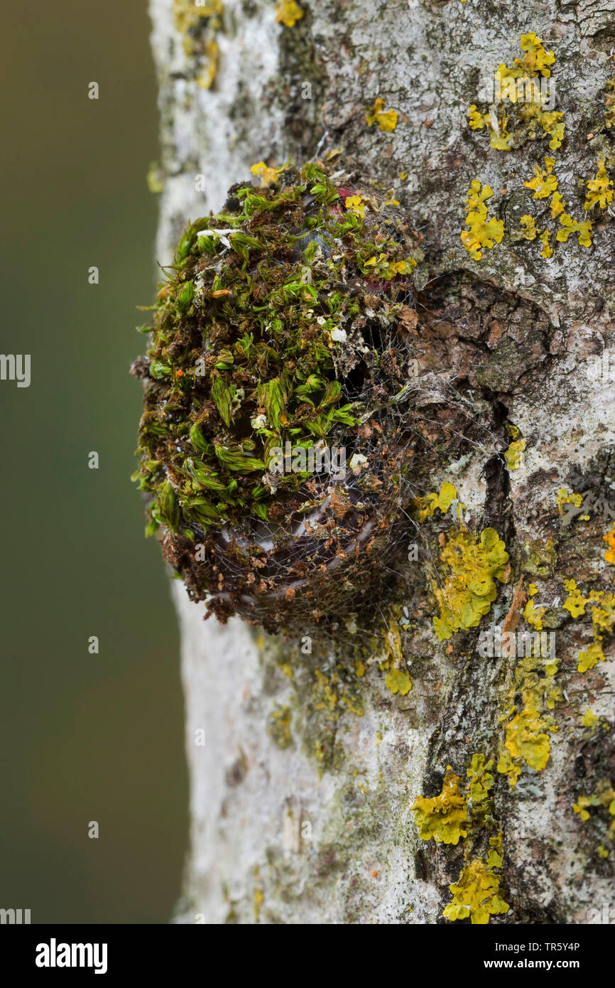 Caterpillar cocoon tree hires stock photography and images Alamy