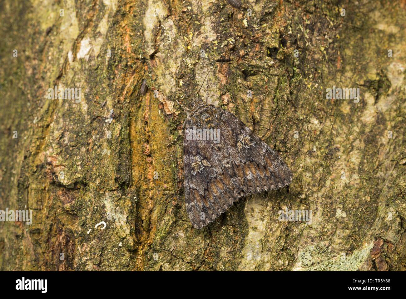 dark crimson underwing (Catocala sponsa), inago sitting on bark well camouflaged, Germany Stock Photo