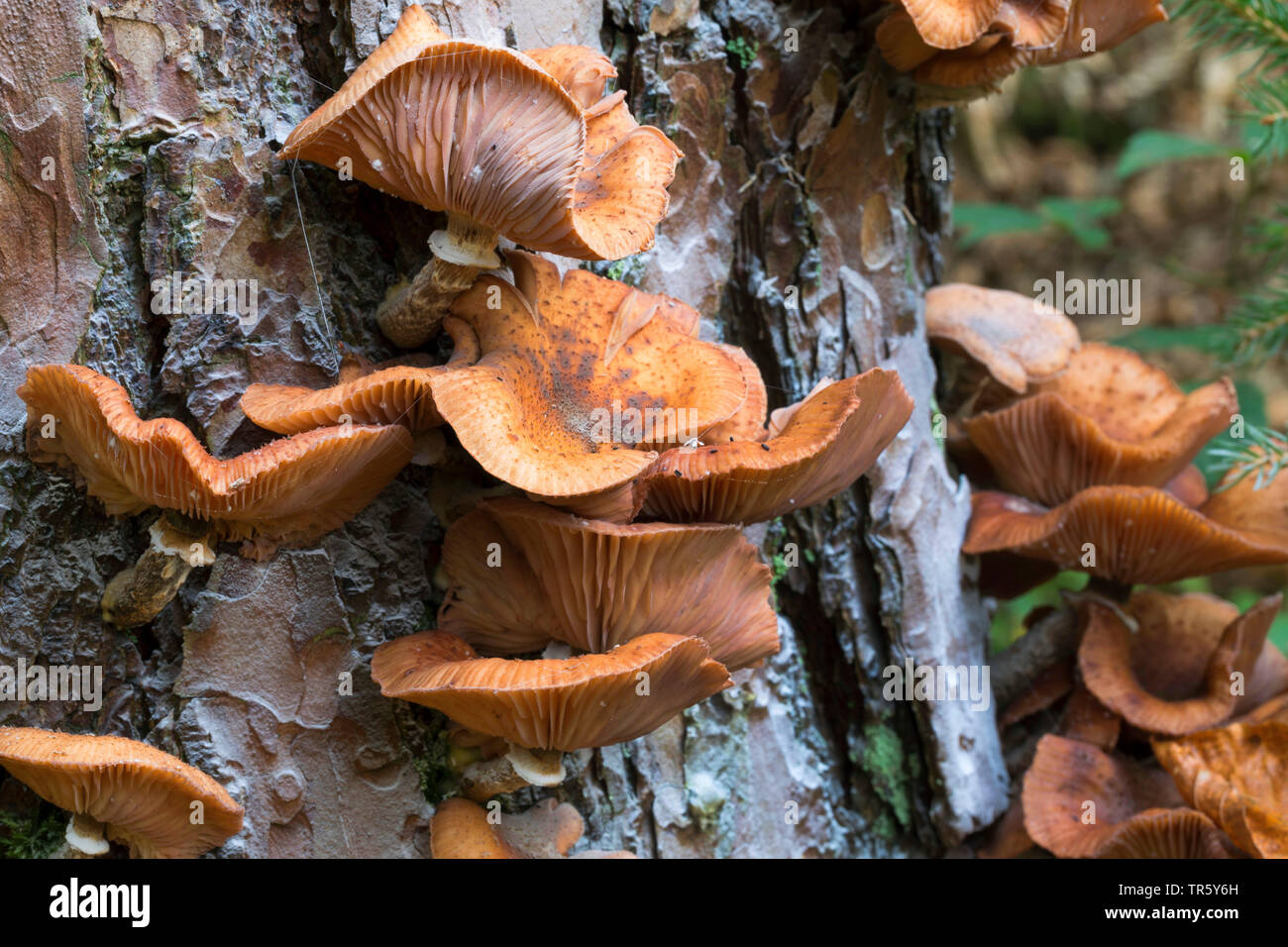 Dark honey fungus, Honey mushroom (Armillaria ostoyae, Armillariella polymyces, Armillaria solidipes), at a trunkf of a pine, Germany Stock Photo