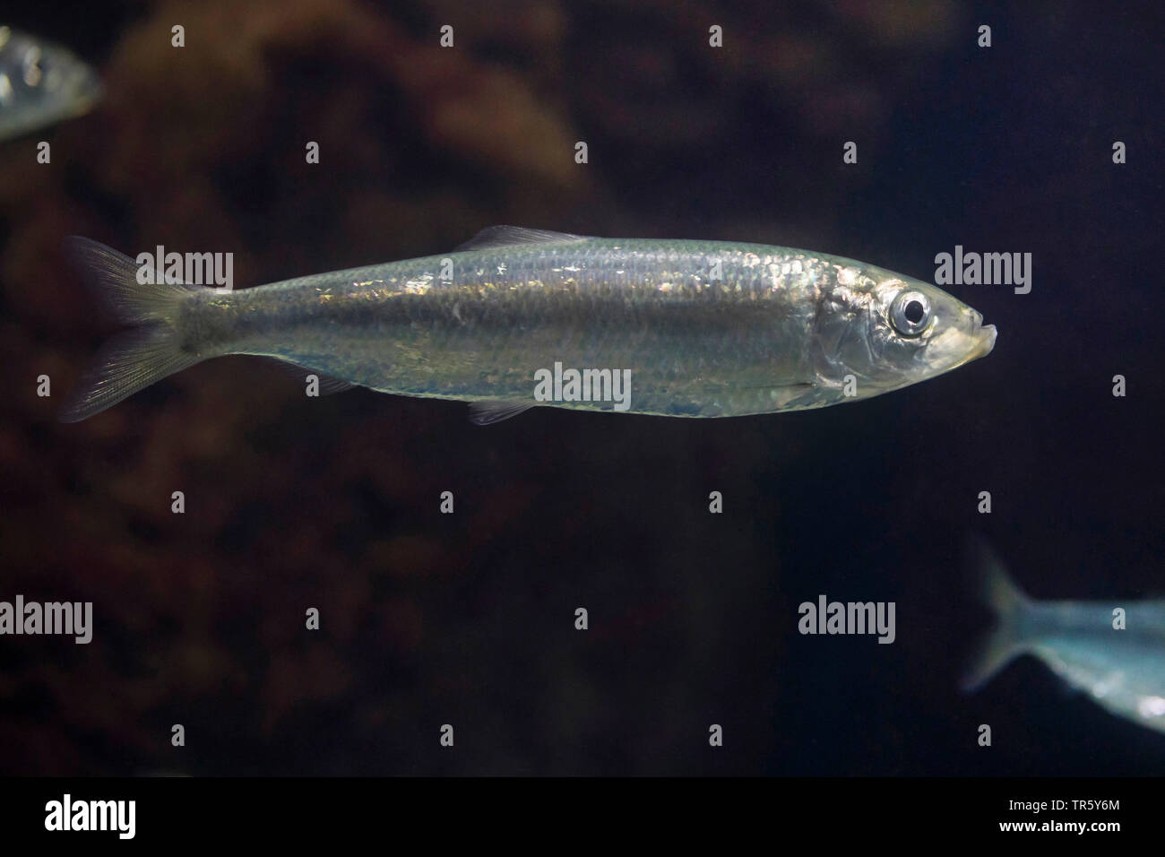 herring, Atlantic herring (digby, mattie, slid, yawling, sea herring) (Clupea harengus), swimming, side view Stock Photo