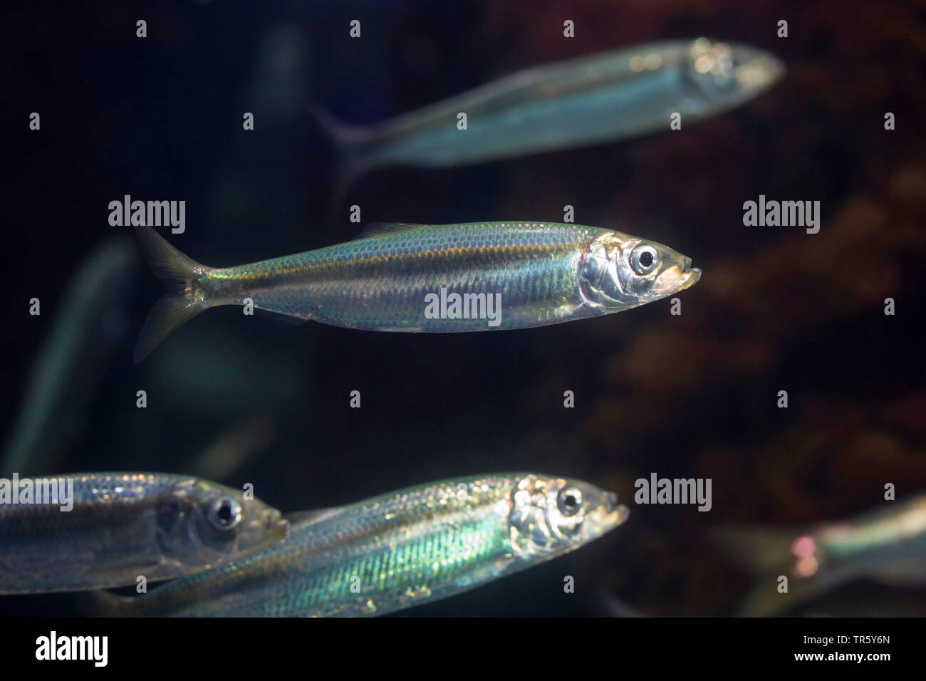 herring, Atlantic herring (digby, mattie, slid, yawling, sea herring) (Clupea harengus), swimming herings Stock Photo