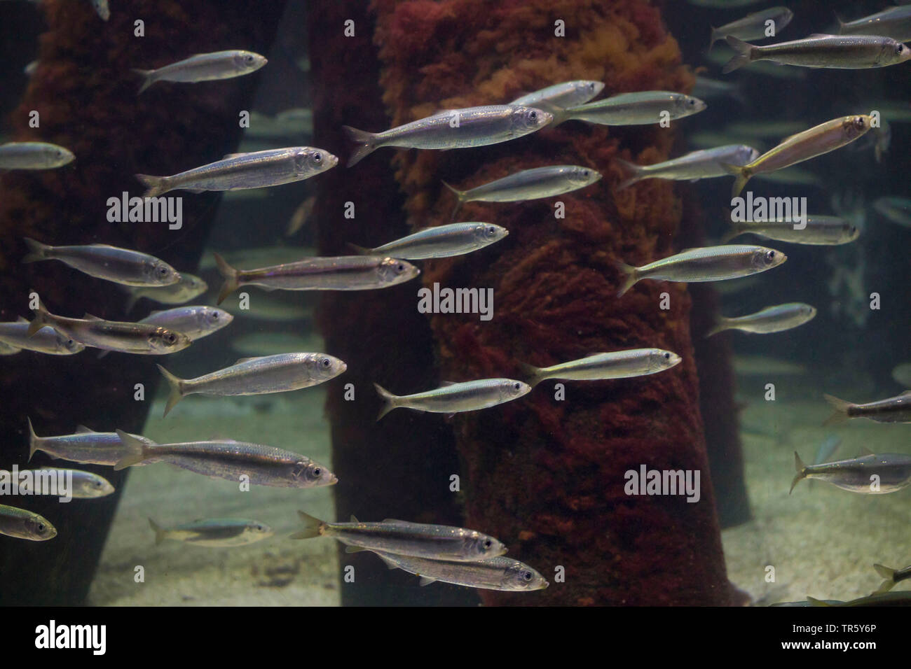 herring, Atlantic herring (digby, mattie, slid, yawling, sea herring) (Clupea harengus), hering school Stock Photo