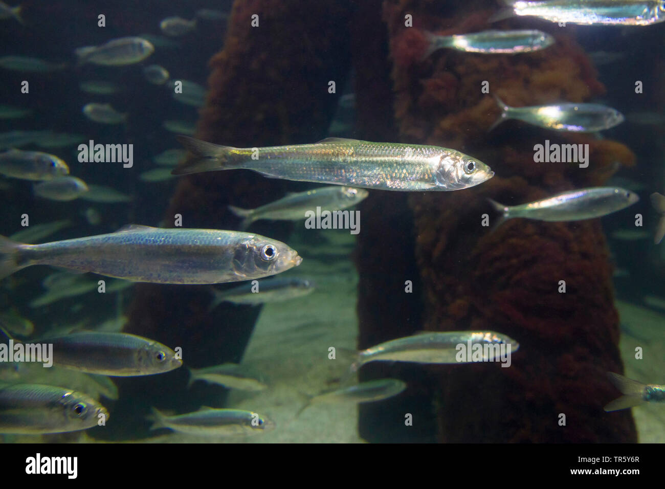 herring, Atlantic herring (digby, mattie, slid, yawling, sea herring) (Clupea harengus), hering school Stock Photo