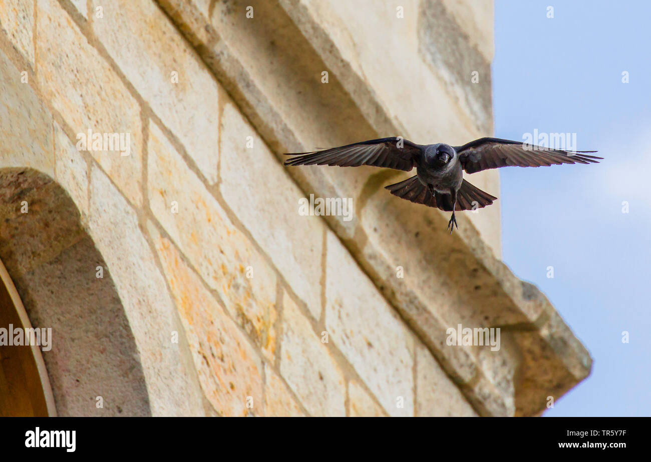 jackdaw (Corvus monedula), flying past a steeple, Germany, Bavaria, Niederbayern, Lower Bavaria Stock Photo