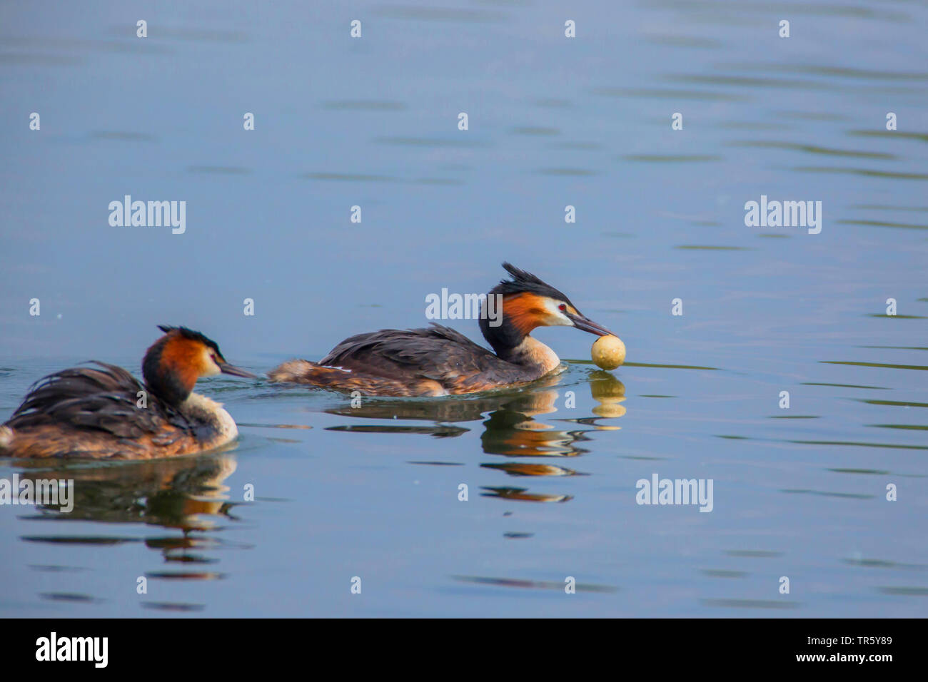 great crested grebe (Podiceps cristatus), couple swimming with egg shell in the bill , Germany, Bavaria, Niederbayern, Lower Bavaria Stock Photo