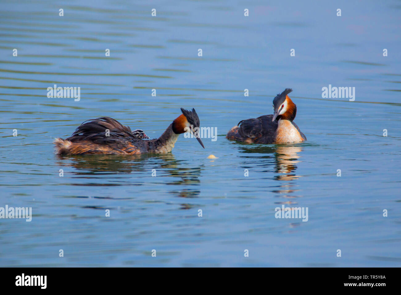 great crested grebe (Podiceps cristatus), pair with a chick on the back steeping an empty eggshell, Germany, Bavaria, Niederbayern, Lower Bavaria Stock Photo