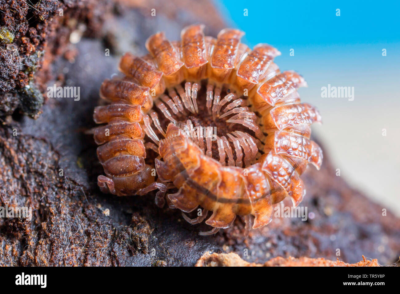 flat millepede, flat-backed millepede (Polydesmus angustus), coiled up, Germany, Bavaria, Niederbayern, Lower Bavaria Stock Photo