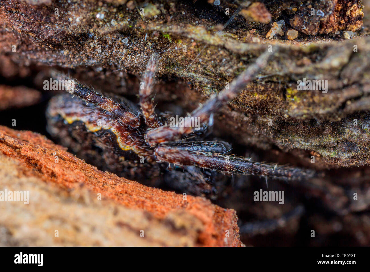 Spider cracks hi-res stock photography and images - Alamy