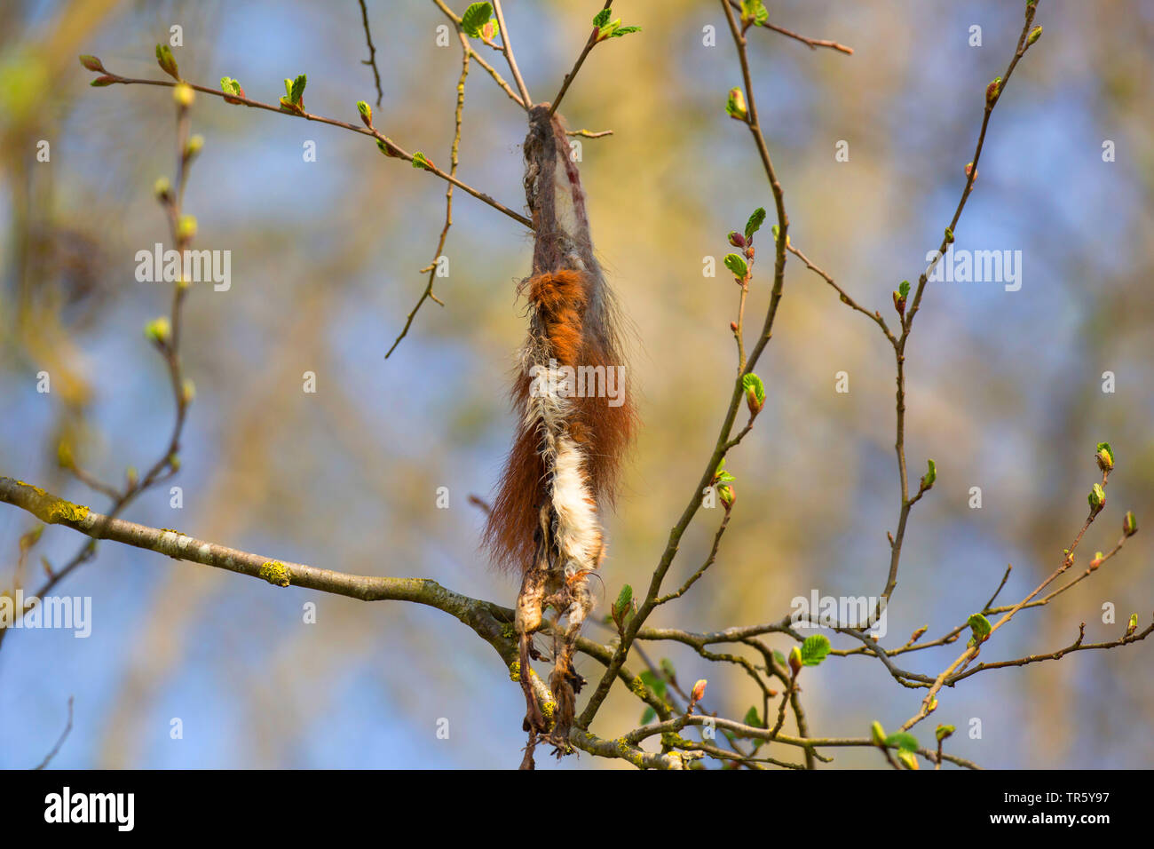 European red squirrel, Eurasian red squirrel (Sciurus vulgaris), mummified fur hanging in a shrub, Germany, Bavaria, Niederbayern, Lower Bavaria Stock Photo