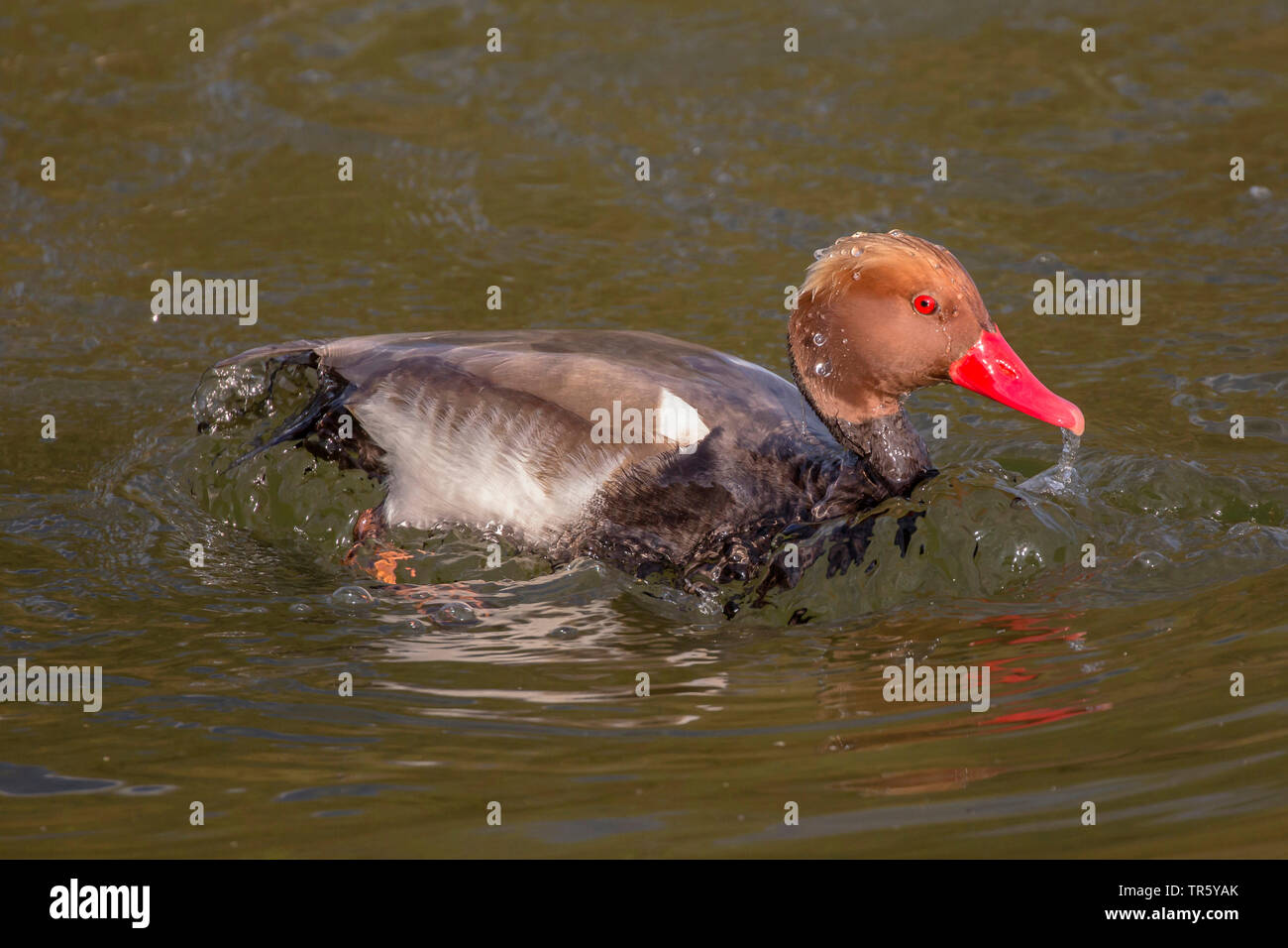 red-crested pochard (Netta rufina), drake emerging from the water, with water film covered plumage, Germany, Bavaria, Oberbayern, Upper Bavaria Stock Photo