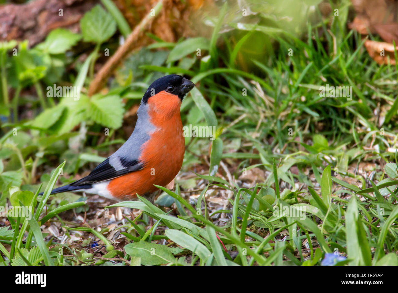 bullfinch, Eurasian bullfinch, northern bullfinch (Pyrrhula pyrrhula), male on grass stretching upwards, side view, Germany, Bavaria, Oberbayern, Upper Bavaria Stock Photo