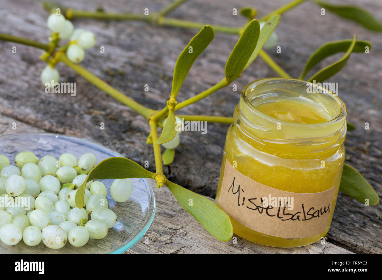 mistletoe (Viscum album subsp. album, Viscum album), selfmade balm of , Germany Stock Photo