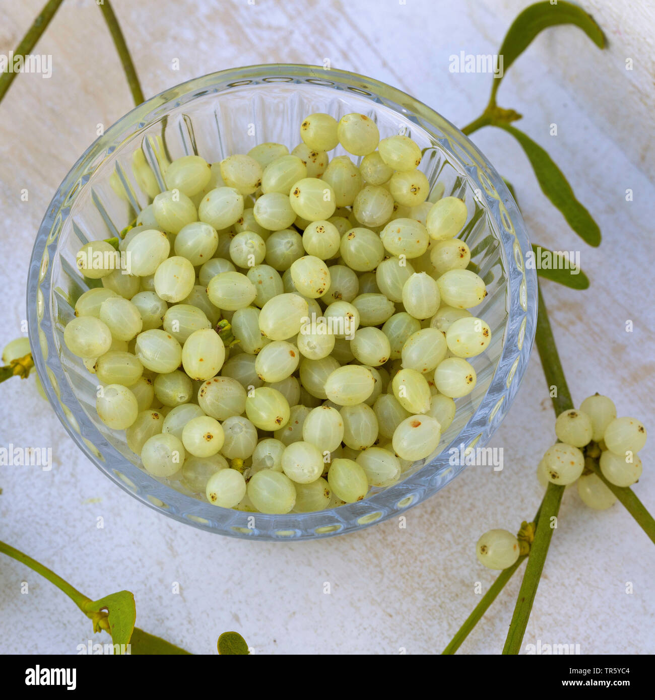 mistletoe (Viscum album subsp. album, Viscum album), collected berries in a bowl, Germany Stock Photo