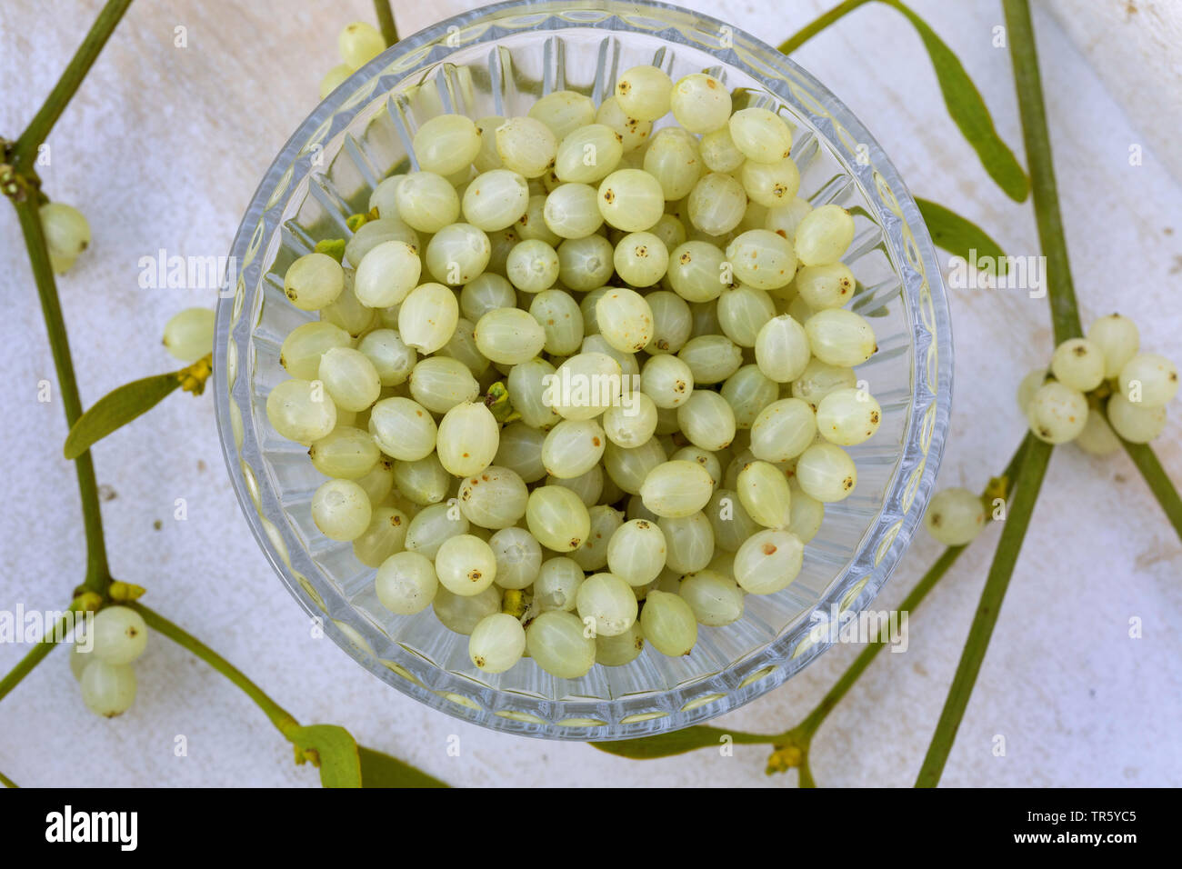 mistletoe (Viscum album subsp. album, Viscum album), collected berries in a bowl, Germany Stock Photo