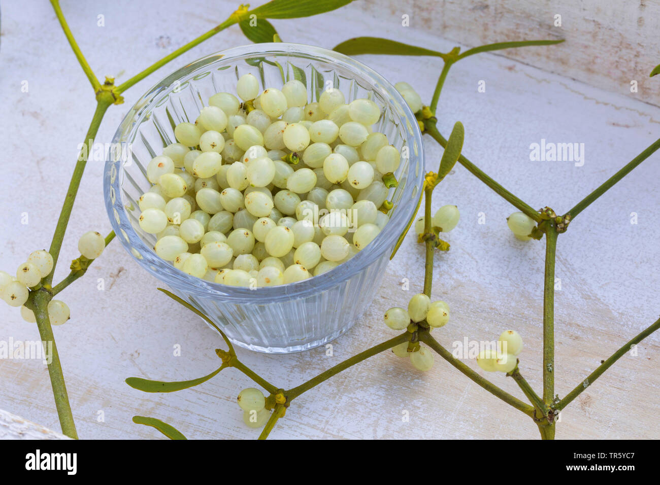 mistletoe (Viscum album subsp. album, Viscum album), collected berries in a bowl, Germany Stock Photo