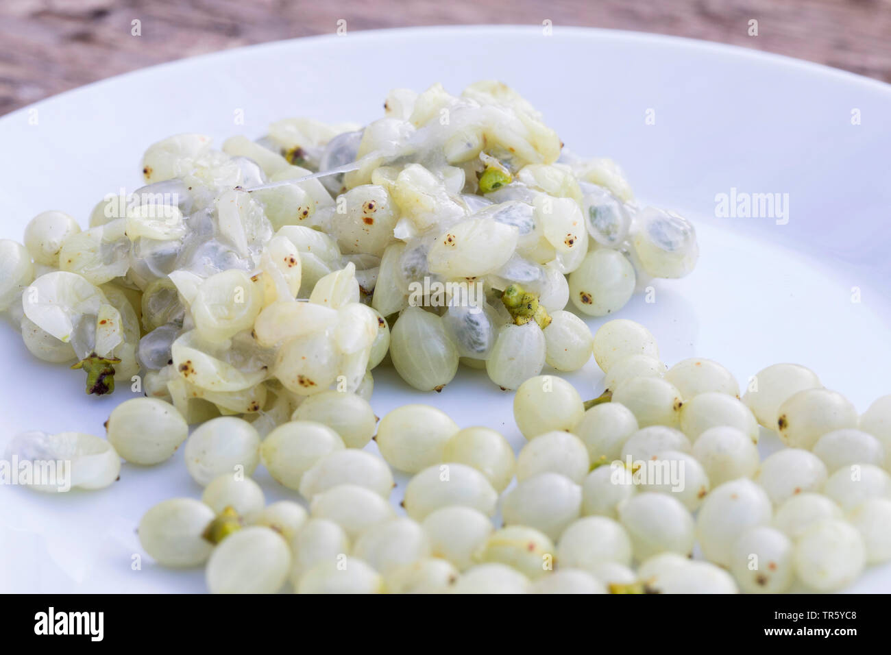 mistletoe (Viscum album subsp. album, Viscum album), collected berries in a bowl, Germany Stock Photo