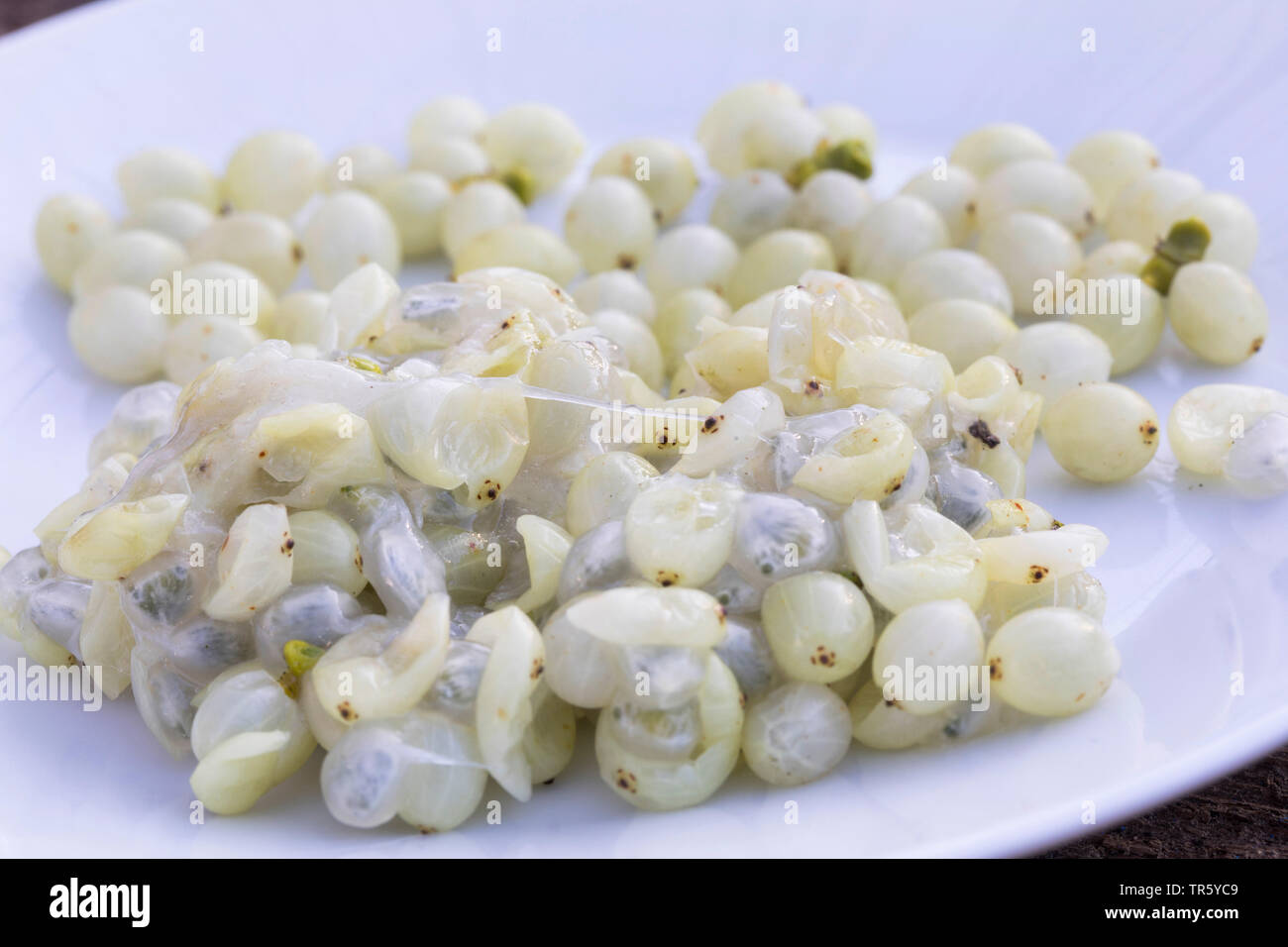 mistletoe (Viscum album subsp. album, Viscum album), collected berries in a bowl, Germany Stock Photo