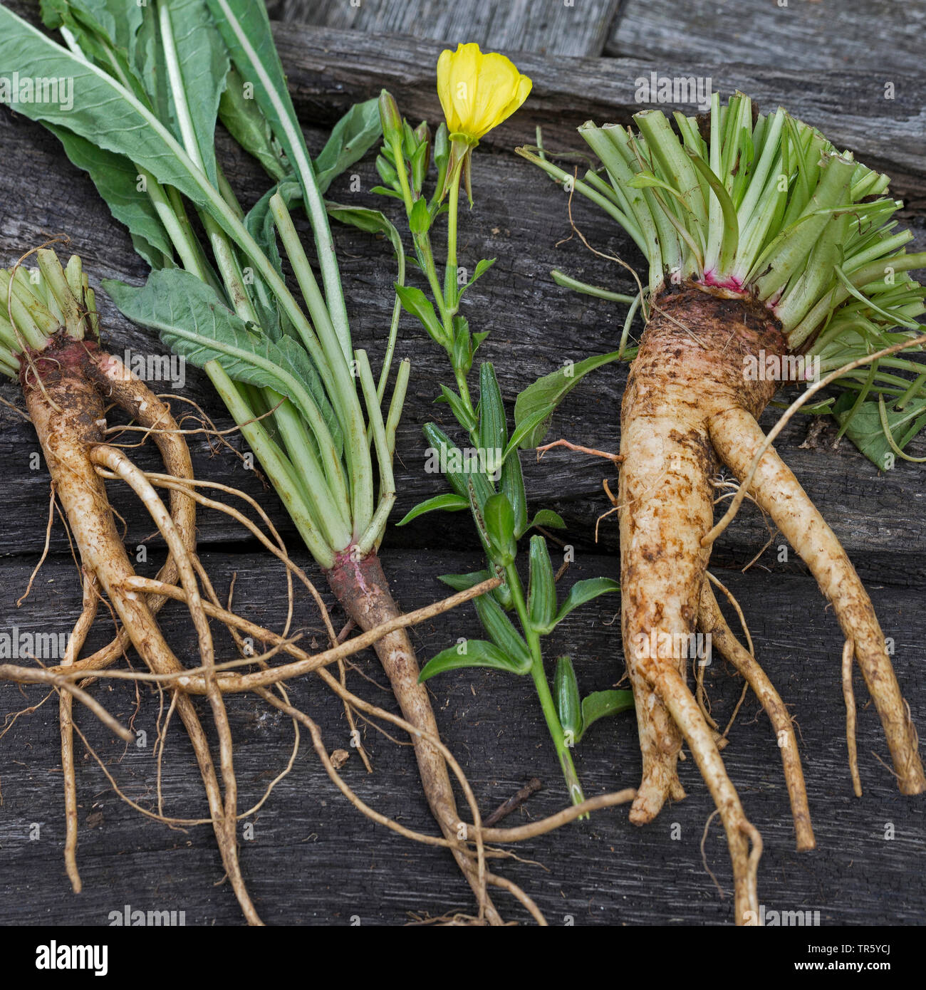 common evening primrose (Oenothera biennis), collected evening primrose