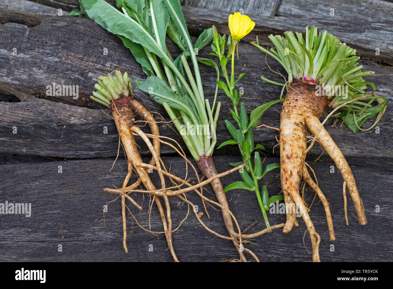 common evening primrose (Oenothera biennis), collected evening primrose roots, Germany Stock Photo