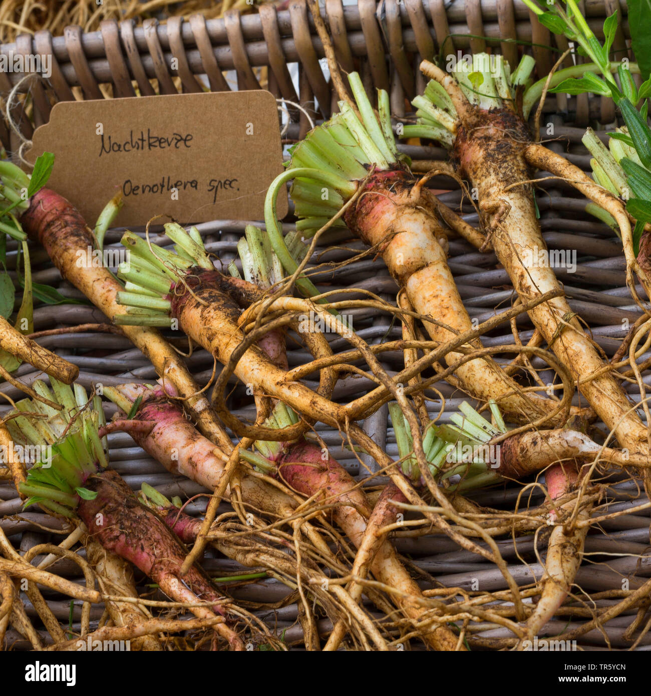common evening primrose (Oenothera biennis), collected evening primrose