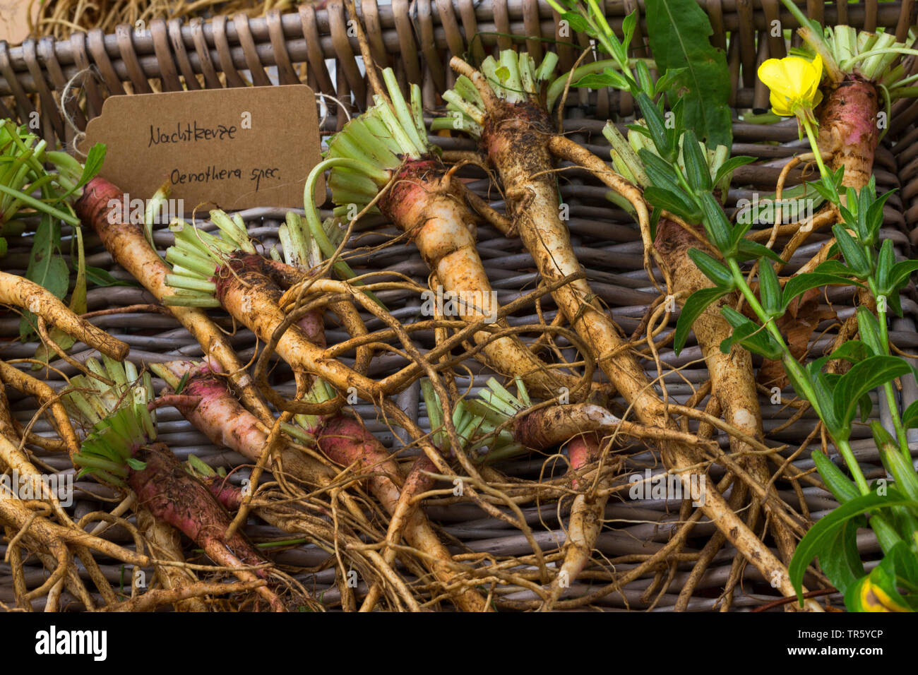 common evening primrose (Oenothera biennis), collected evening primrose