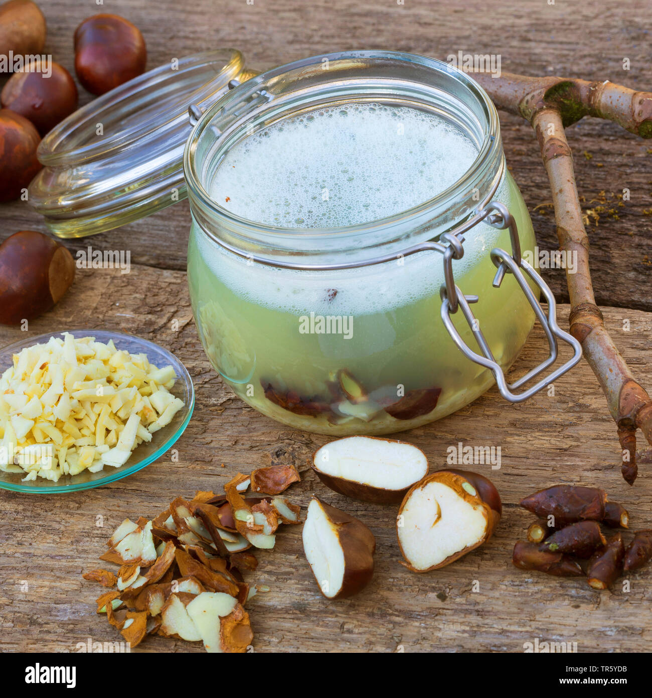 common horse chestnut (Aesculus hippocastanum), selfmade horse chestnut tincture, Germany Stock Photo