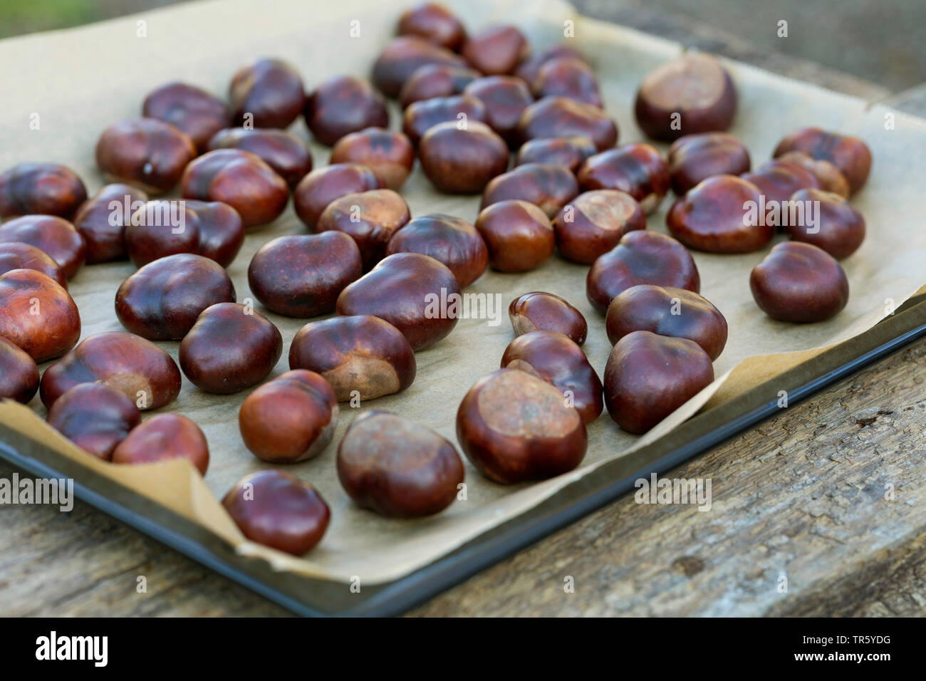 common horse chestnut (Aesculus hippocastanum), Horse Chestnuts are dried, Germany Stock Photo