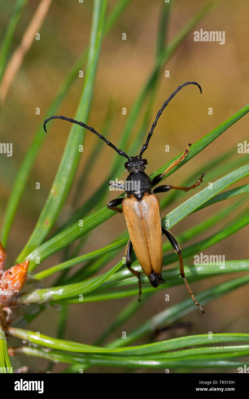 Red Longhorn Beetle (Anoplodera rubra, Stictoleptura rubra, Leptura rubra, Corymbia rubra, Aredolpona rubra), male sitting on pine needles, view from above, Germany Stock Photo