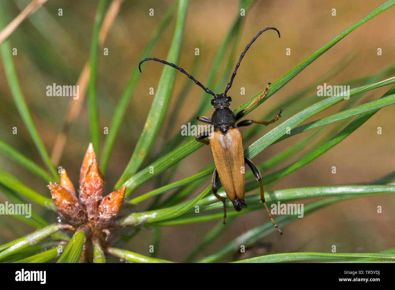 Red Longhorn Beetle (Anoplodera rubra, Stictoleptura rubra, Leptura rubra, Corymbia rubra, Aredolpona rubra), male sitting on pine needles, view from above, Germany Stock Photo