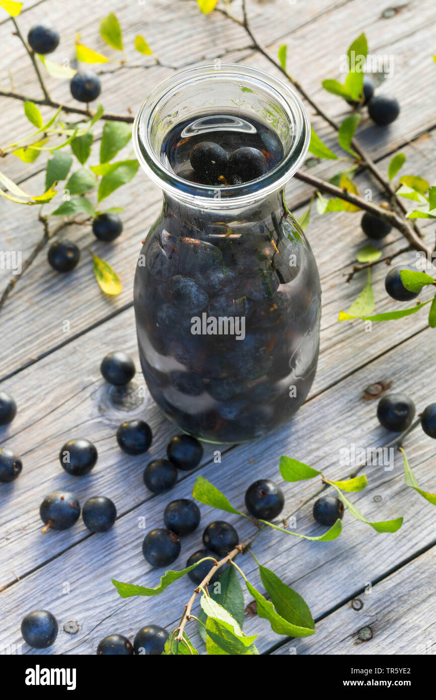 blackthorn, sloe (Prunus spinosa), selbmade sloe liqueur, Germany Stock Photo