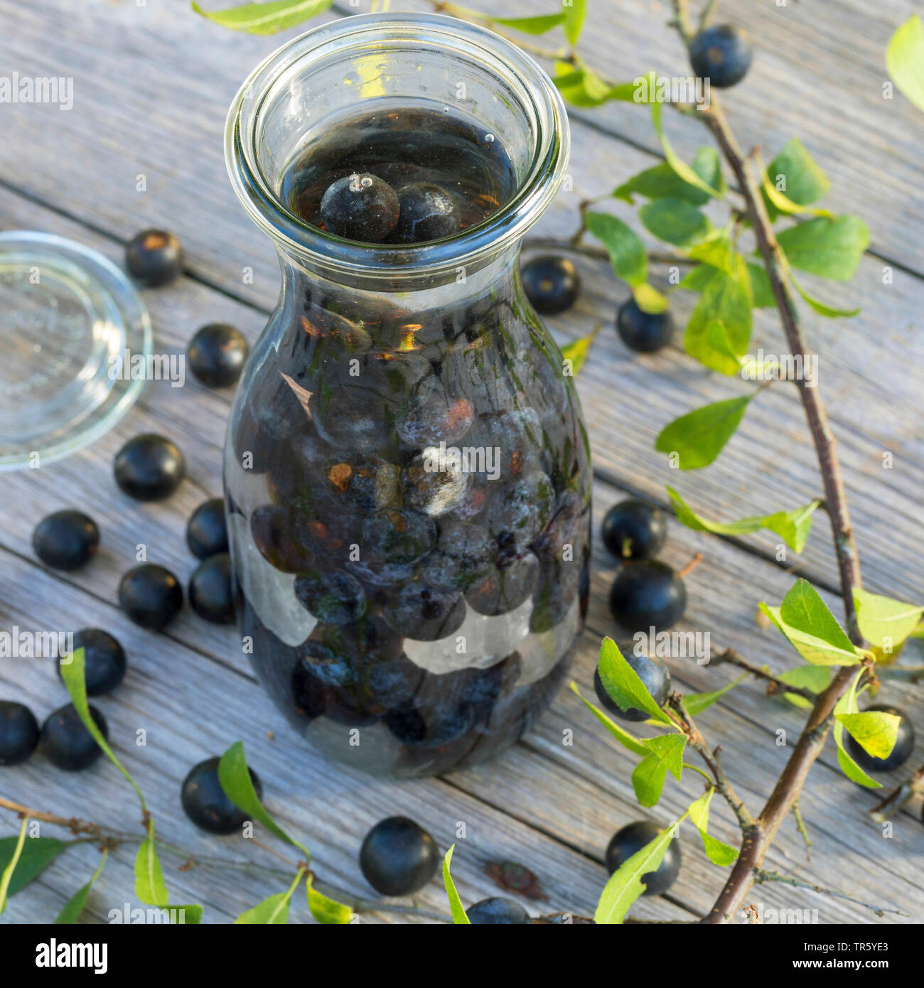 blackthorn, sloe (Prunus spinosa), selbmade sloe liqueur, Germany Stock Photo