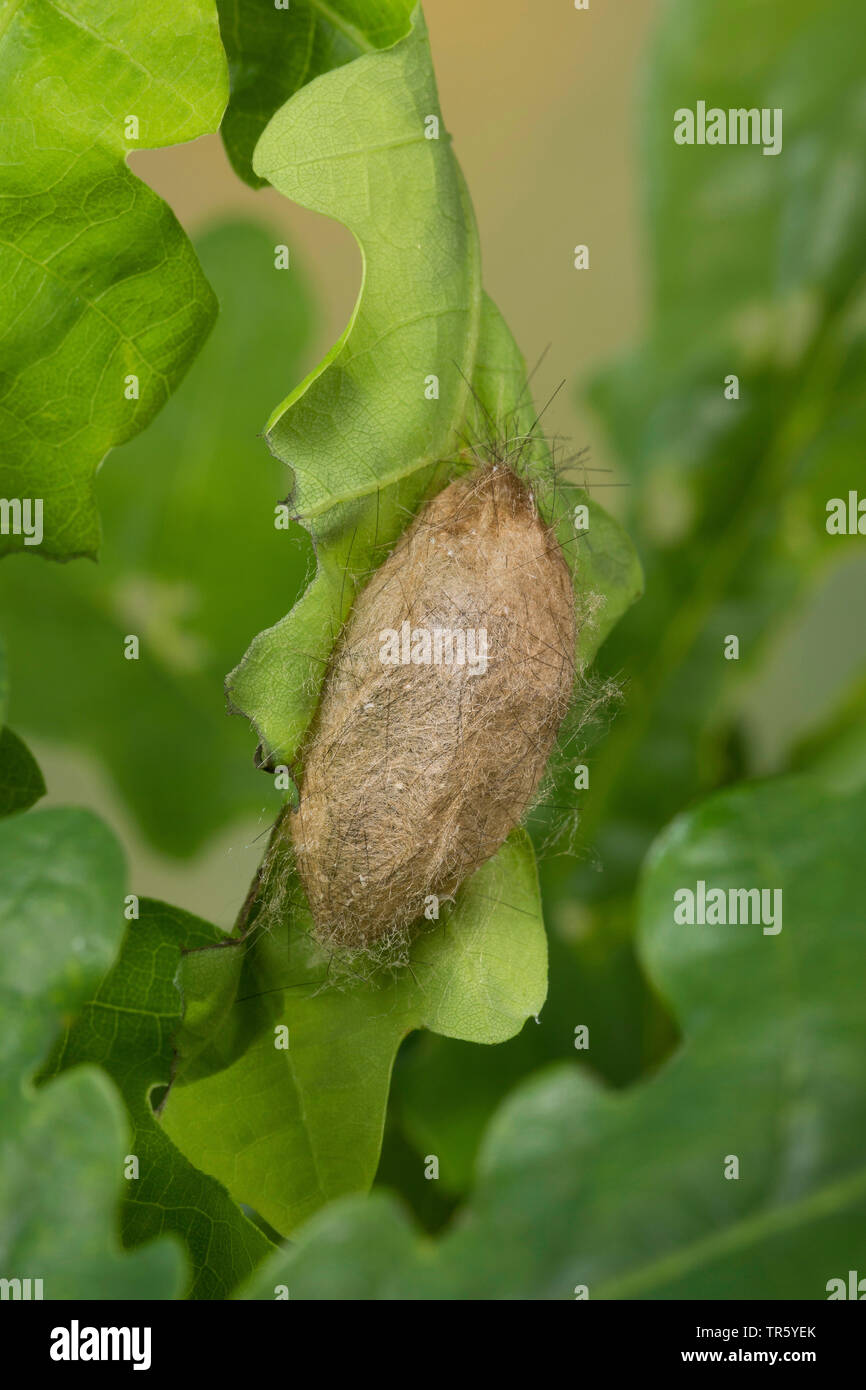 Yellow-tail, Gold-tail (Euproctis similis, Porthesia similis, Sphrageidus similis), pupa cocoon at a leaf, Germany Stock Photo