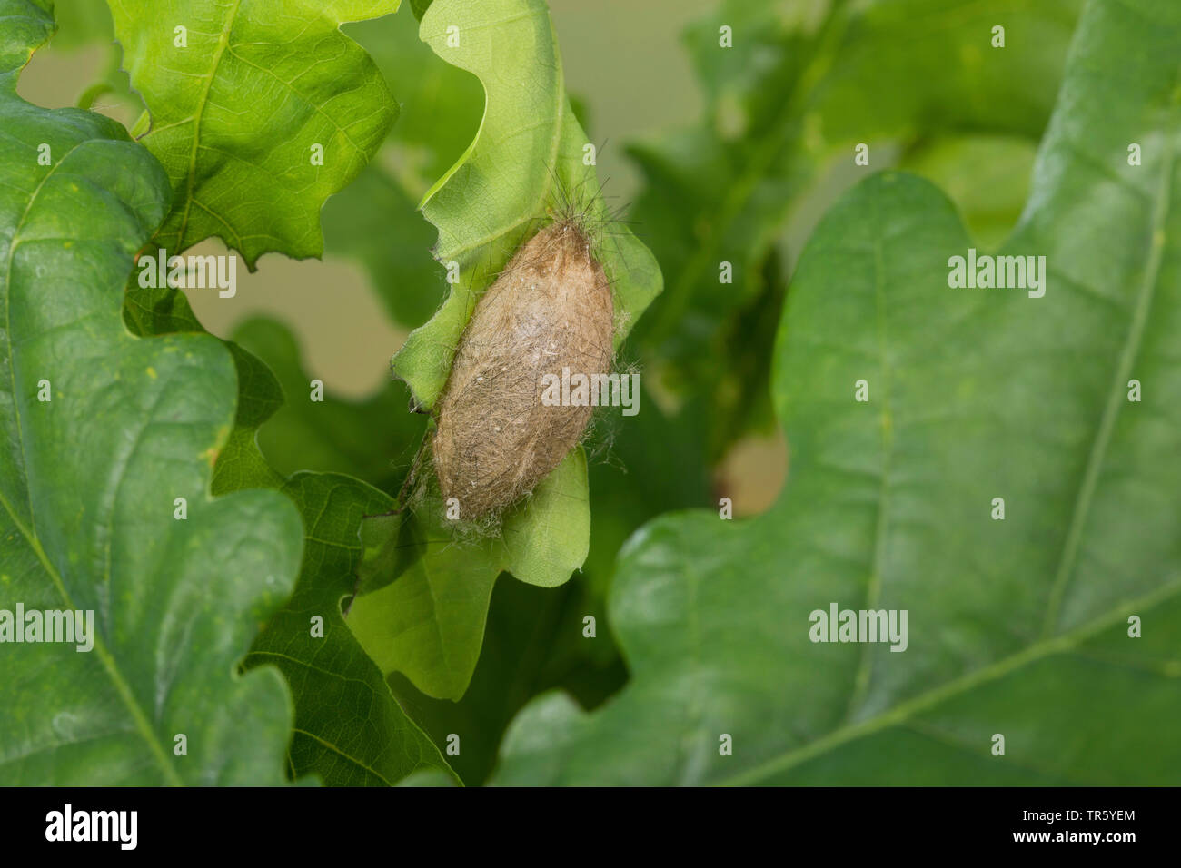 Yellow-tail, Gold-tail (Euproctis similis, Porthesia similis, Sphrageidus similis), pupa cocoon at a leaf, Germany Stock Photo