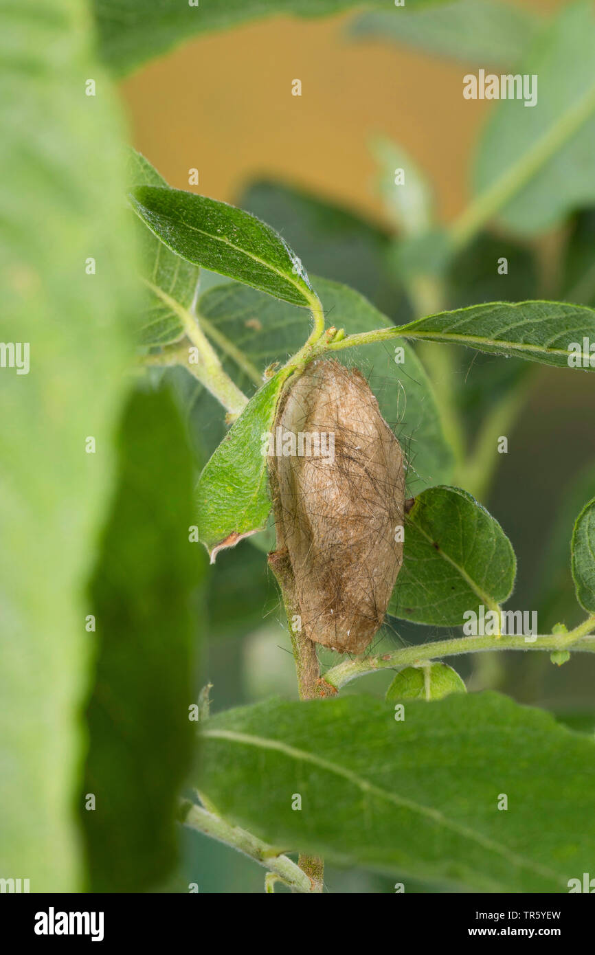 Yellow-tail, Gold-tail (Euproctis similis, Porthesia similis, Sphrageidus similis), pupa cocoon at a leaf, Germany Stock Photo