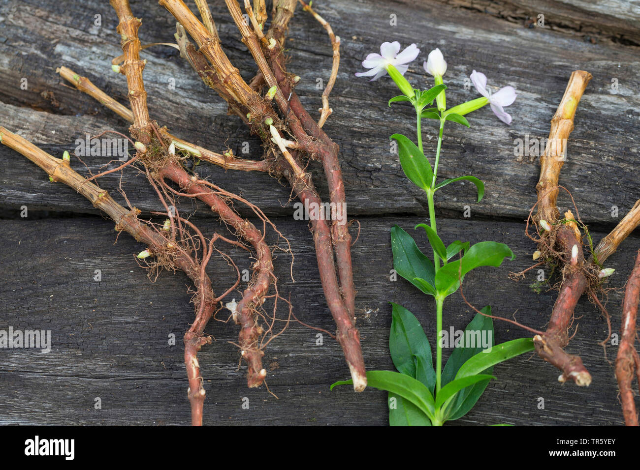 Bouncingbet, Bouncing-bet, Soapwort (Saponaria officinalis), collected roots, Germany Stock Photo