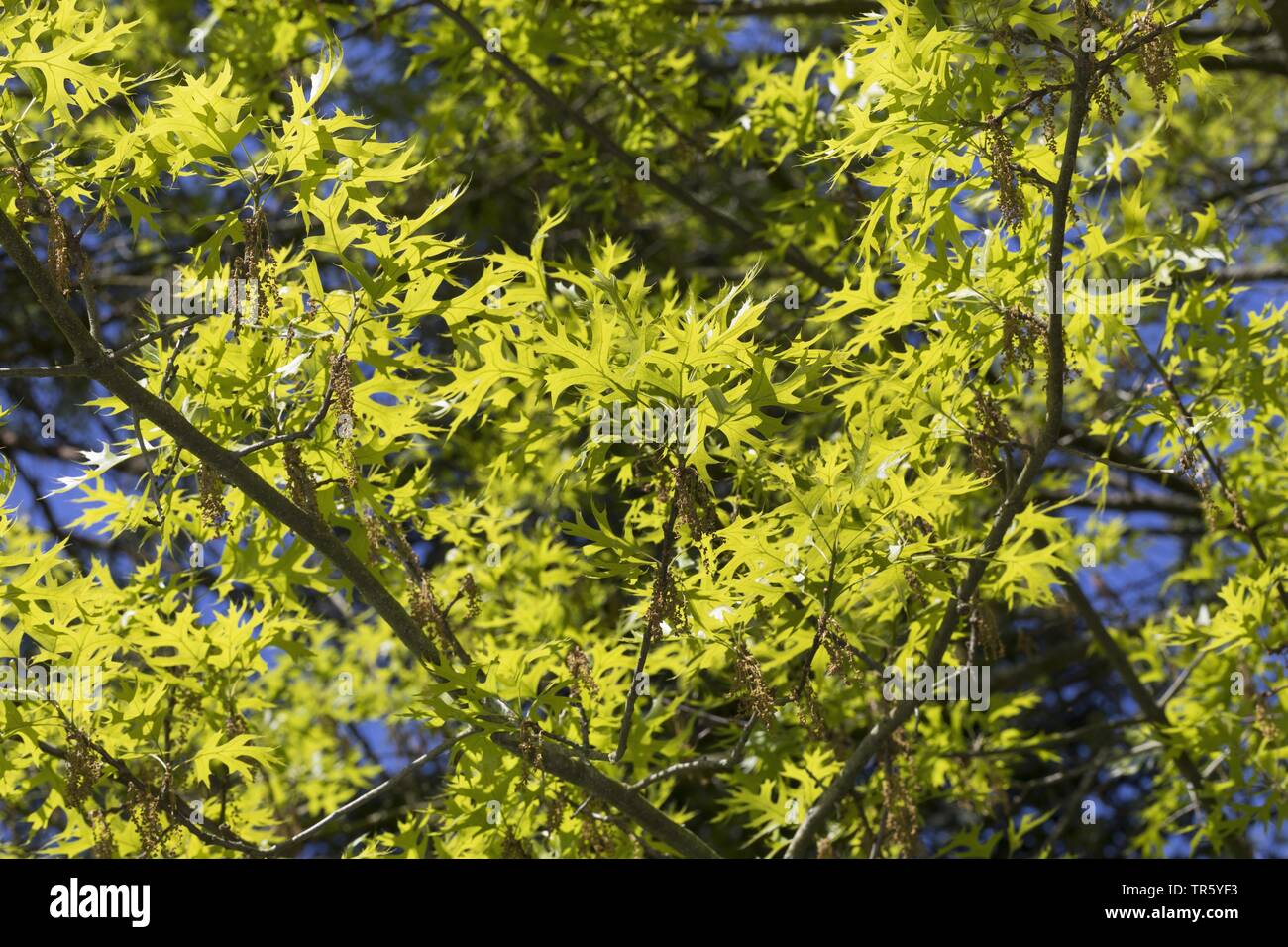 Pin oak, Swamp Spanish oak (Quercus palustris), blooming branch with fresh leaves Stock Photo