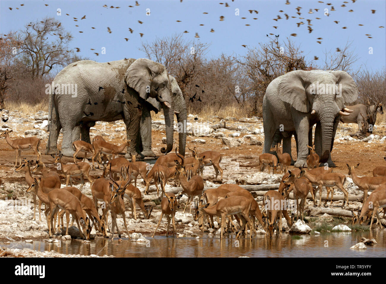 antelopes and elephants at a waterhole, Namibia, Etosha National Park Stock Photo