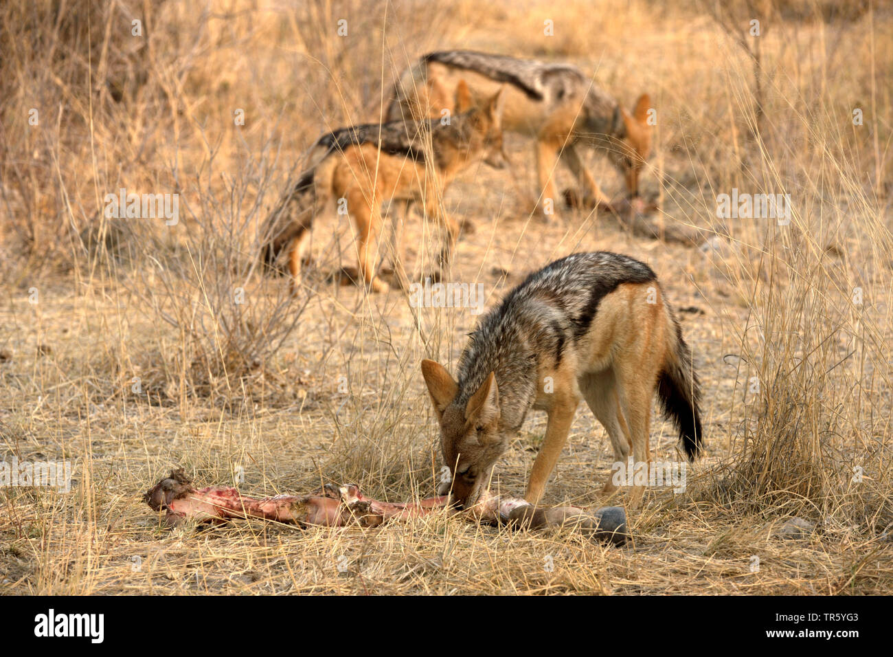 blackbacked jackal (Canis mesomelas), pack eating parts of a cadaver