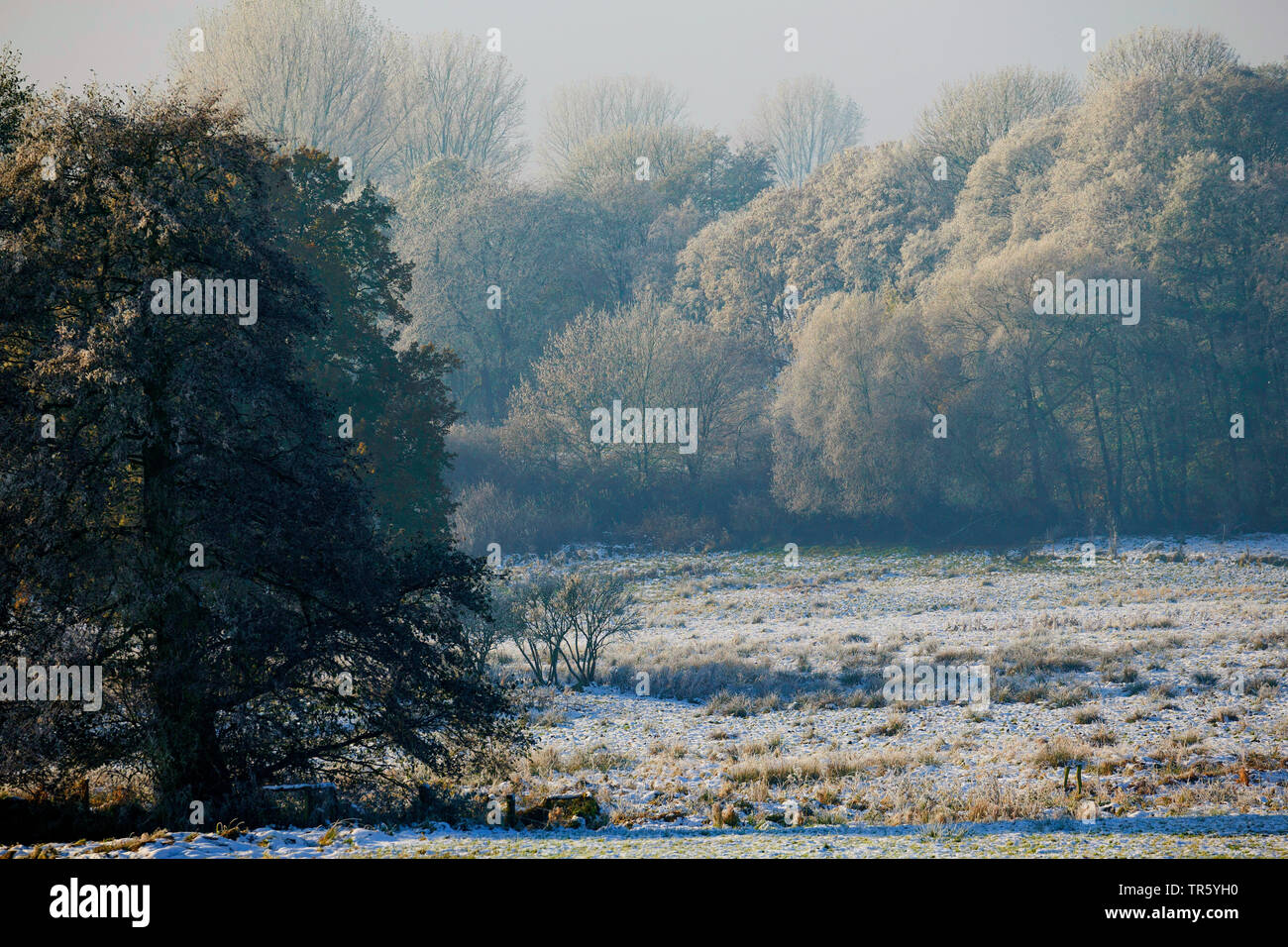 snowy meadow landscape, Germany, Schleswig-Holstein Stock Photo