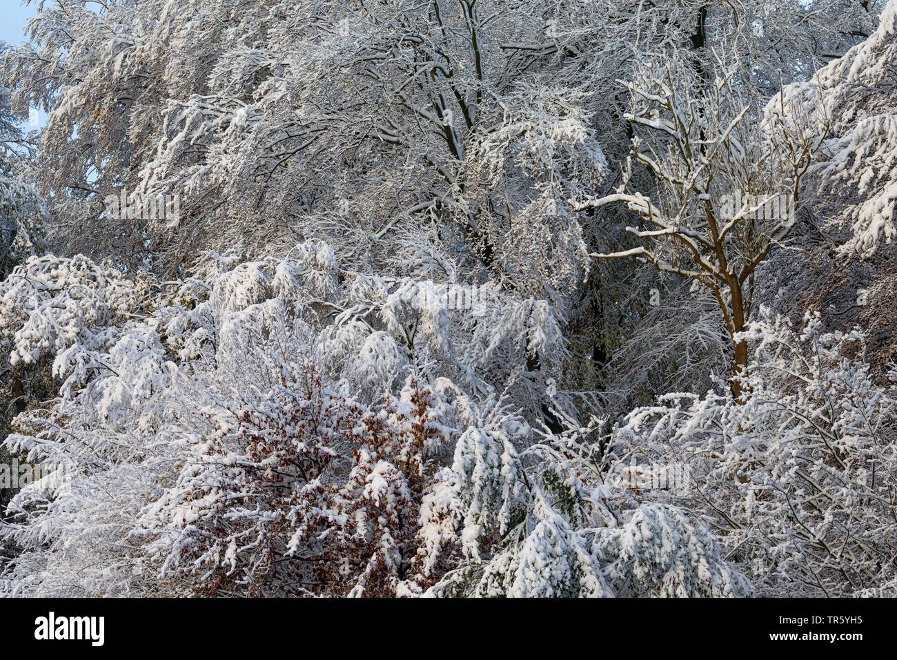 snowy forest edge, Germany, Schleswig-Holstein Stock Photo