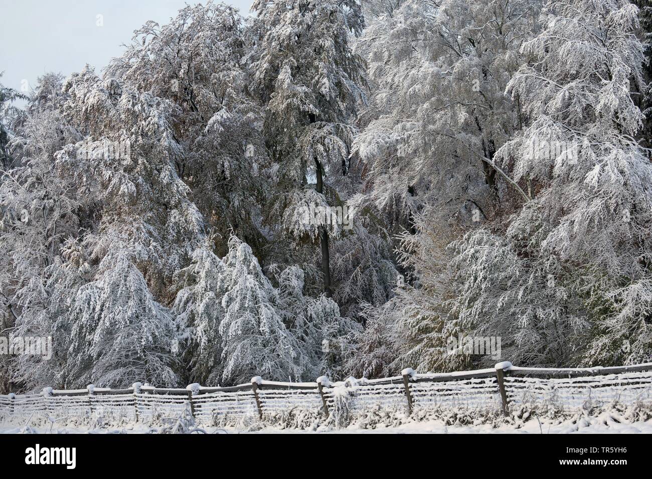 snowy forest edge, Germany, Schleswig-Holstein Stock Photo