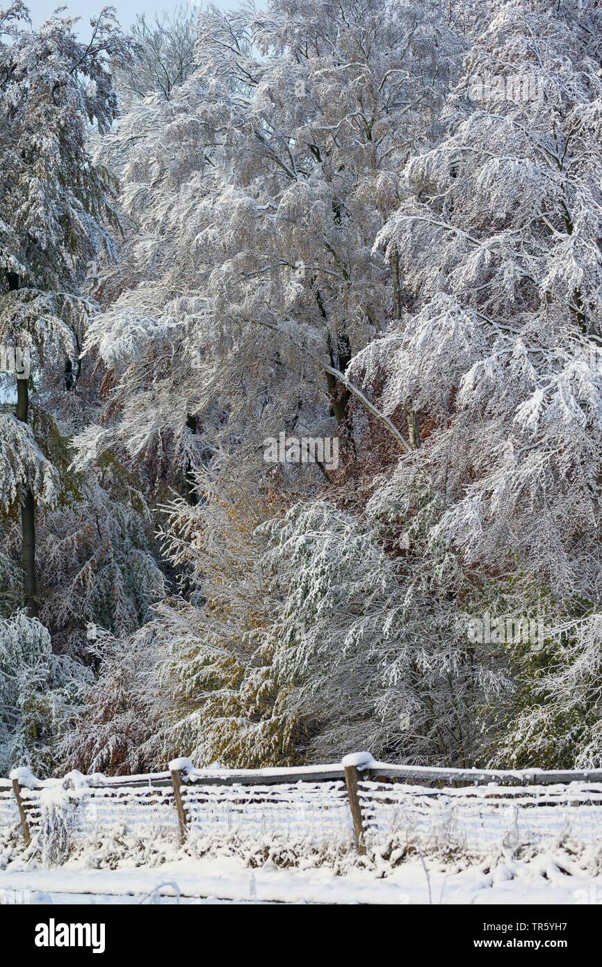 snowy forest edge, Germany, Schleswig-Holstein Stock Photo