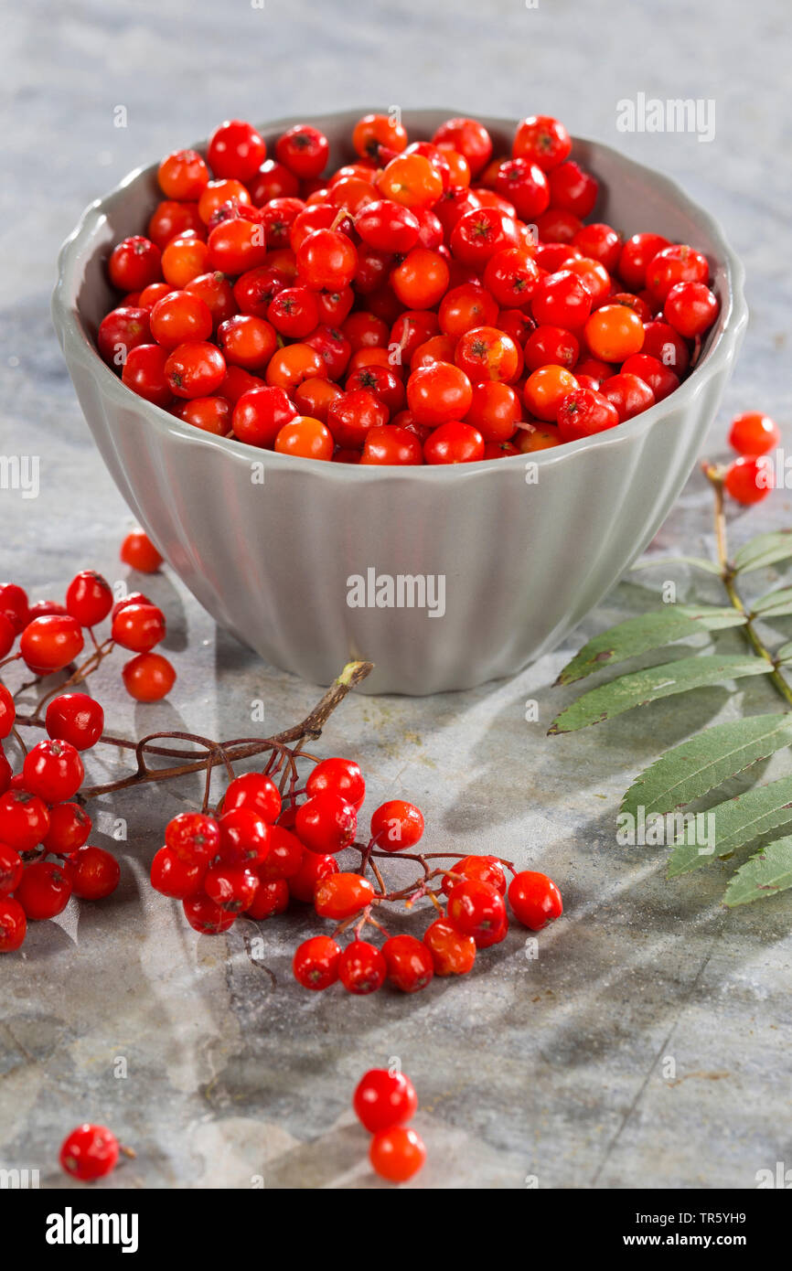 European mountain-ash, rowan tree (Sorbus aucuparia), collectetd fruits in a bowl, Germany Stock Photo